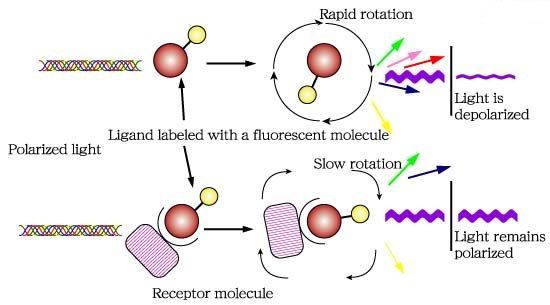 Understanding Fluorescence Assays: Basics and Practical Explanation for Researchers