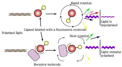Understanding Fluorescence Assays: Basics and Practical Explanation for Researchers