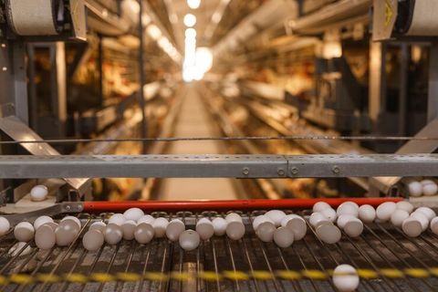 Egg Grading Machine: Complete Guide for Poultry Farms