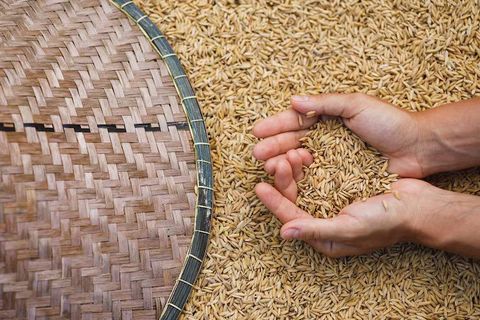 Rice Milling Explained: Discover Process, Equipment, and Industry Facts