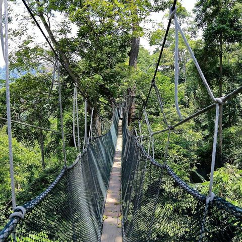 Exploring Forest Canopy Walk Adventures: Knowledge, Advice, and Facts