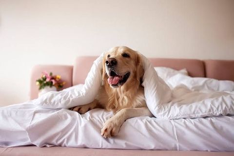 Pet-Friendly Hotels Overview: Discover Important Rules Before You Travel